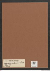 Synedra atlandica Castr. (de-Toni-Nr.: Genus 66, Species 2623) Zeichnungen Sammlung Grunow Mappe 02836 (Herbarium_W_Grunow_drawings_Folder_02836)